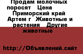 Продам молочных  поросят › Цена ­ 4 000 - Приморский край, Артем г. Животные и растения » Другие животные   